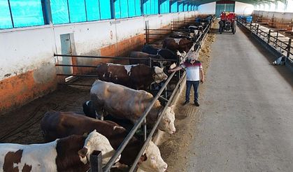 Besi desteği ödendi: 350 milyon liralık destek çiftçinin hesabına geçti