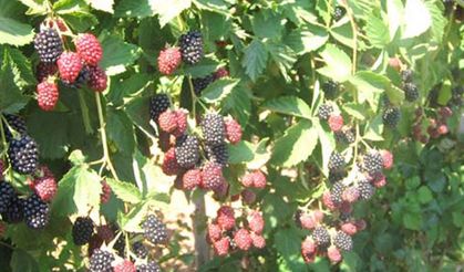 O ilde yüzde 70 hibeli sözleşmeli üretim seferberliği: Böğürtlen yetiştirene büyük destek!