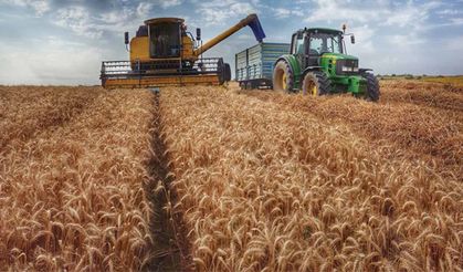 Makarnalık buğday direniyor, arpa çakılıyor! Hububat piyasasında neler oluyor?