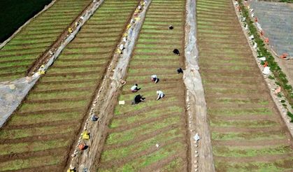 Çiftçinin hesabına 17,3 milyar TL yatıyor: Bakan Yumaklı dev destek paketini duyurdu!