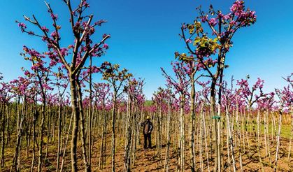 Fidan üretiminde yeni dönem: Sertifika standartları ve kayıt kuralları sil baştan!