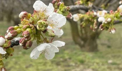 Yalova’da Kiraz Üreticilerine Kritik Uyarı: Monilya Hastalığı İçin İlaçlama Zamanı!