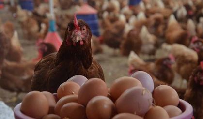 Kümes hayvancılığında yumurta rekoru: Yıllık artış yüzde 17,6’ya ulaştı!