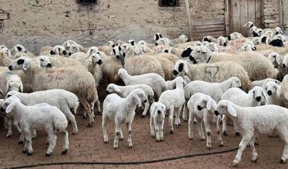 TCKN son hanesi ‘0’ olanlar dikkat! Kuzu, oğlak ve tarımsal destek ödemeleri başladı: İşte çiftçiye ödenecek destekler!