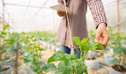 Ziraat mühendislerinden 21 aylık sessizliğe tepki: "Tarımın geleceğinden siliniyor muyuz?"