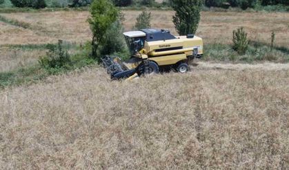 Hasat arifesinde buğday ve hububat fiyatları ne durumda? Adana Ticaret Borsası haftalık fiyat analizi