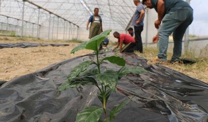 Çukurova’da yeni bir çağ başlıyor! Adana'da ilk kahve fidanı toprakla buluştu