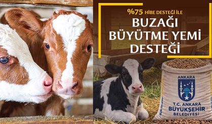Belediyeden 'Yem' gibi destek: Buzağını büyüt, farkı Belediye ödesin!