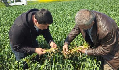 Hububatta süne alarımı! Bakanlık teknik ekipleri sahaya indi: O bölgede tüm köyler için ilaçlama kararı verildi