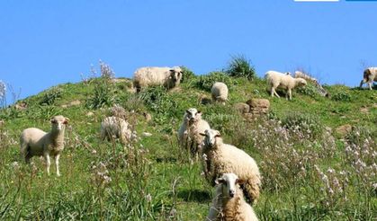 Gökçeada’ya uluslararası tescil! Şap hastalığından aşılı ari bölge ilan edildi