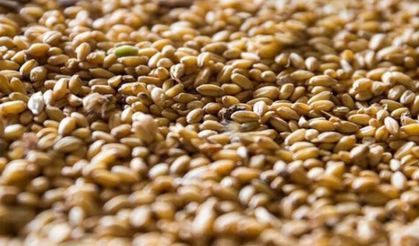 Konya Ticaret Borsası’nda hububat fiyatları: 8-9 Haziran karşılaştırmalı analiz