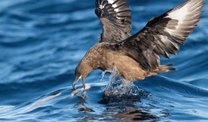 Avustralya'da ilk kez H5N1 alarmı! Yüksek patojeniteli kuş gribi yabani kuşta tespit edildi