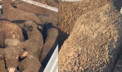 İthal besilik hayvanlarda gübre tartışması yeniden alevlendi
