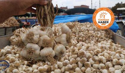Sarımsak Piyasasında "Fiyat Makası" Açıldı: Bölgeden Bölgeye Büyük Fark!