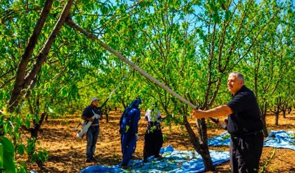 "5 bin dönüm bahçe söküldü” Badem üreticisinden acil destek çağrısı