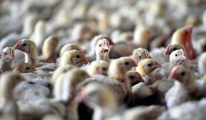 Avustralya'da kuş gribi alarmı! Vaka sayısı bir haftada 62'den 220'ye çıktı