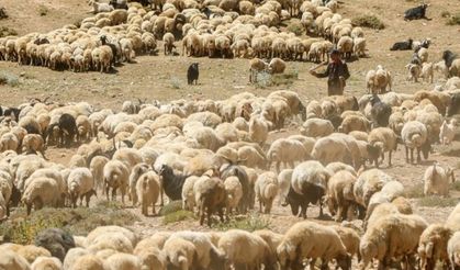 HAYGEM eski Daire Başkanı Burçak: Küçükbaşta artık asıl mesele destek değil, ihracat politikası
