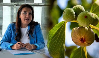 İncirde 2026 sezonu öncesi fiyat alarmı! “250 lira üreticiyi mağdur eder, TMO devreye girmeli”