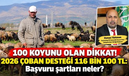 100 koyunu olan dikkat! 2026 çoban desteği 116 bin 100 TL: Başvuru şartları neler?