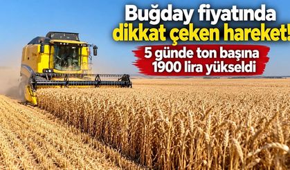 Buğday fiyatında dikkat çeken hareket! 5 günde ton başına 1900 lira yükseldi