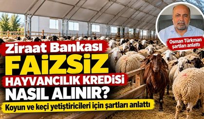 Ziraat Bankası faizsiz hayvancılık kredisi nasıl alınır? Koyun ve keçi yetiştiricileri için şartları anlattı