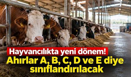 Hayvancılıkta yeni dönem! Ahırlar A, B, C, D ve E diye sınıflandırılacak
