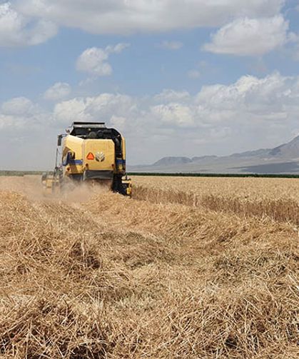 Çiftçi buğdayı 6.20 liradan sattı TMO bir ay sonra buğday alımına başladı! Söke'de TMO tepkisi!