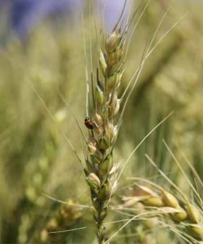 Ticaret Borsası ve TÜRİB’de buğday arpa fiyatları kaç lira oldu? İşte 4 Temmuz arpa, buğday, mısır fiyatları…