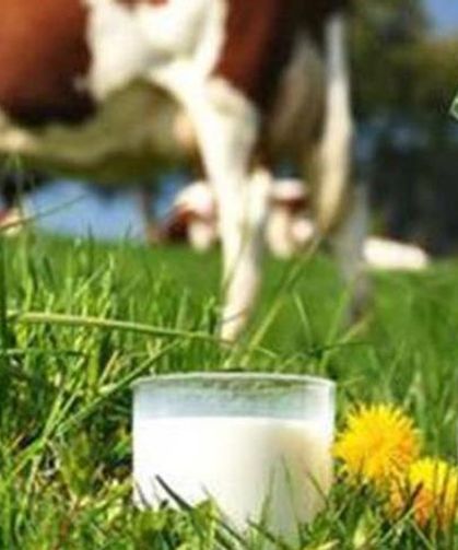 Süt üreticisine destek: Kastamonu’da yüzde 75 hibeyle modern süt toplama merkezleri geliyor!