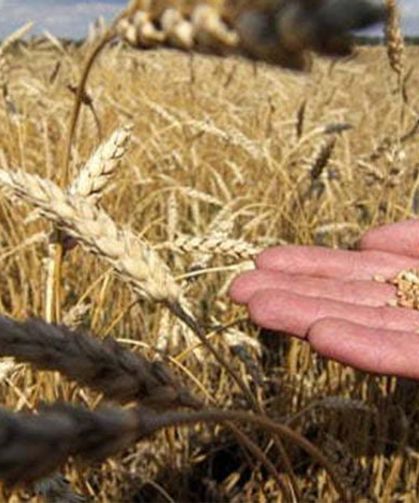 Buğday tüm Türkiye’de Gelir Koruma Sigortası kapsamına alınacak!