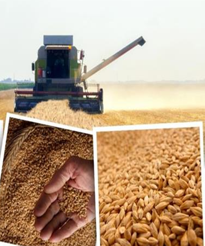 24 Temmuz 2024 hububat fiyatları: Arpa, buğday, mısır fiyatları güncellendi!