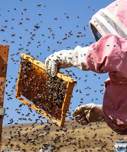 Destek fırsatı uzatıldı: Bakanlık duyurdu arılı kovan desteğinde son başvuru tarihi 14 Kasım!