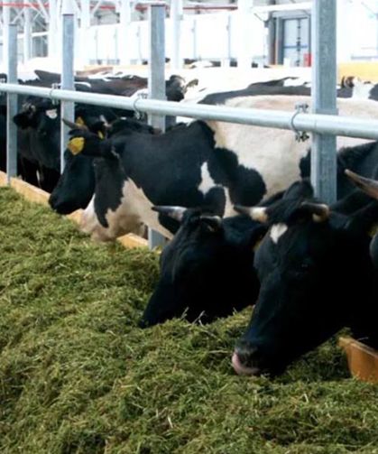 Ekonomik kriz hayvancılık sektörünü vurdu: Konya’daki meşhur besi çiftliği iflas etti