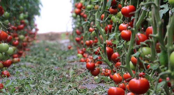 Erzincan’dan domates atağı