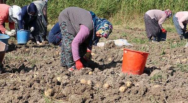 Bolu’da patates hasadı başladı