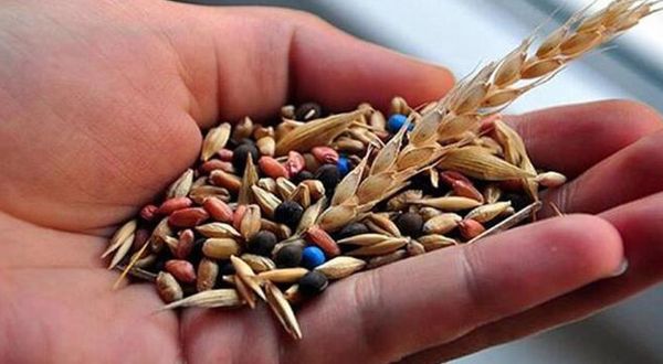 Bin 131 atayadigarı tohum çeşidi toplandı