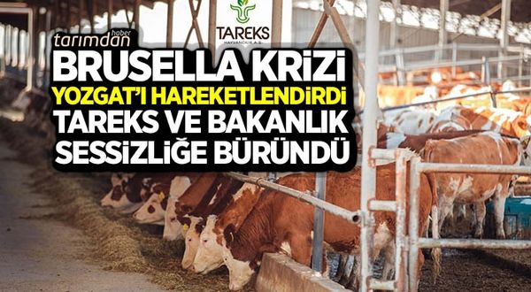 Brusella krizi Yozgat'ı hareketlendirdi Tareks Hayvancılık sessizliğe büründü