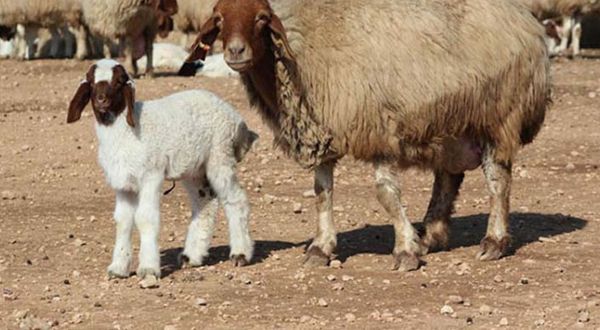 Koyun, keçi fiyatları kaç lira oldu? TİGEM 2022 yılı koyun keçi fiyatları belli oldu! İşte fiyatlar… 