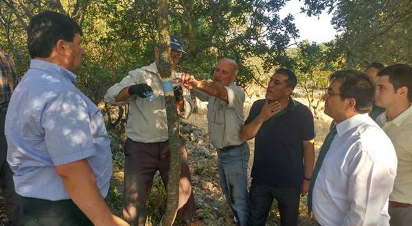 Tarım İl Müdürlüğü: Yabani fıstıklara karşı proje başlattı