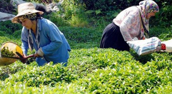 Yaş çay taban fiyatına yüzde 14’lük artış!