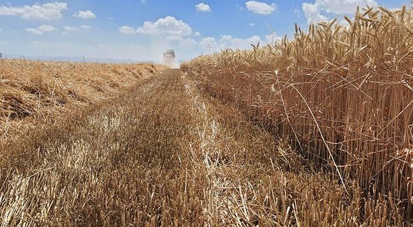 Ticaret Borsası ve TÜRİB’de buğday arpa fiyatları kaç lira oldu? İşte 4 Temmuz arpa, buğday, mısır fiyatları…