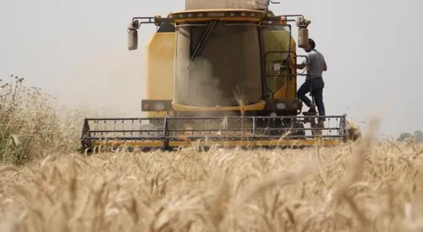 Konya'da buğday üreticisi gelir koruma sigortası kapsamına alındı! Gelir Koruma Sigortası nedir?
