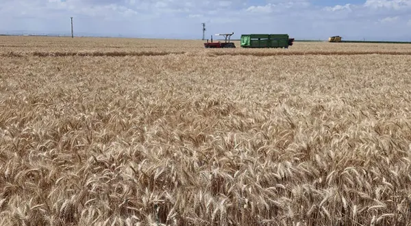 Buğday, arpa, mısır fiyatları düştü! İşte 5 Eylül hububat fiyatları