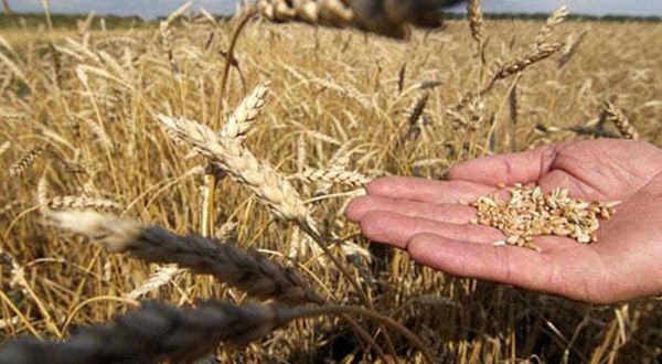 Arpa fiyatları biraz toparlandı mısır fiyatı düştü, buğday fiyatı yerinde kaldı! İşte 2023'ün ilk hububat fiyatları!