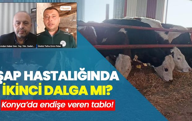 Konya’dan endişe veren tablo: Şap hastalığı ikinci dalga mı?