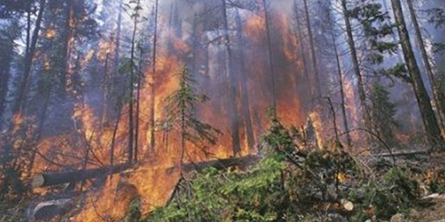Tarsim’den orman yangını açıklaması: Hasar tespit çalışmaları sürüyor