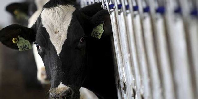 Süt üreticileri süt fiyatlarının revize edilmesini istiyor