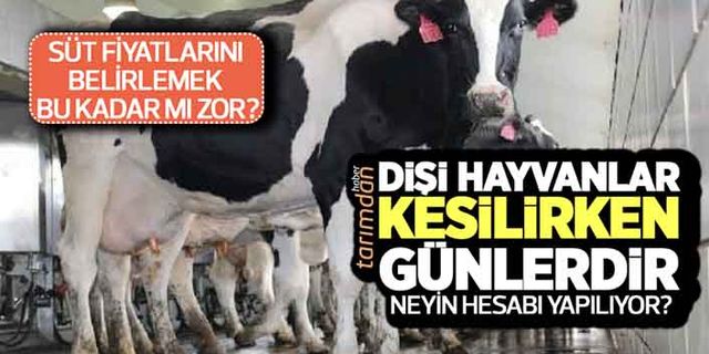 Süt fiyatlarını belirlemek bu kadar mı zor? Dişi hayvanlar kesilirken günlerdir neyin hesabı yapılıyor?
