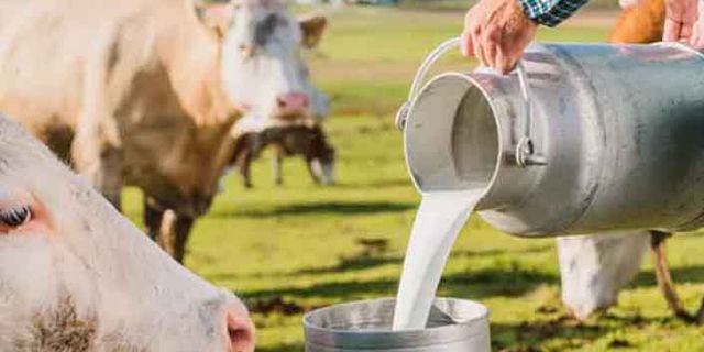 Süt fiyatları ne olacak? Üretici 1 litre süte 1 kg yem alamıyor!