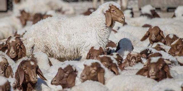 Anaç koyun keçi destekleri ne zaman ödenecek? 2021 yılı anaç koyun keçi desteği ödeme takvimi belli oldu!